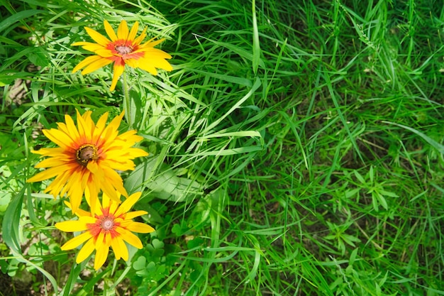 Erba verde sfondo giallo fiori rudbeckia copia spazio vista dall'alto estate natura