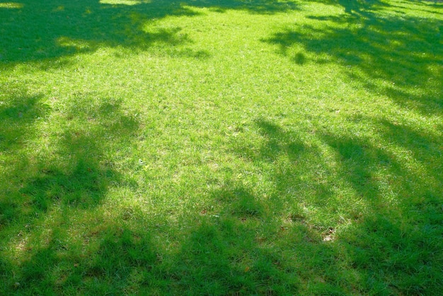 Erba verde soleggiata con ombre per lo sfondo