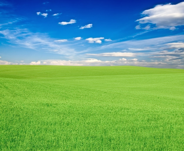 Erba verde sotto il cielo blu