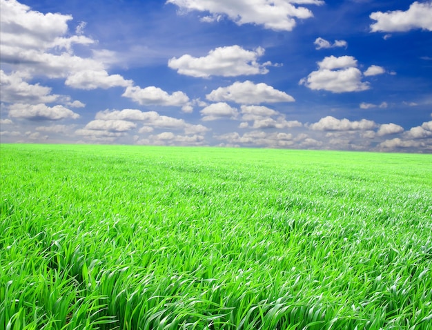 Erba verde sotto il cielo blu