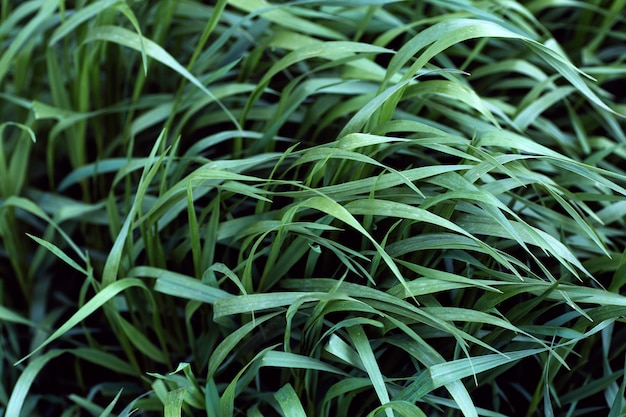 Erba verde sotto il vento nel campo di sfondo