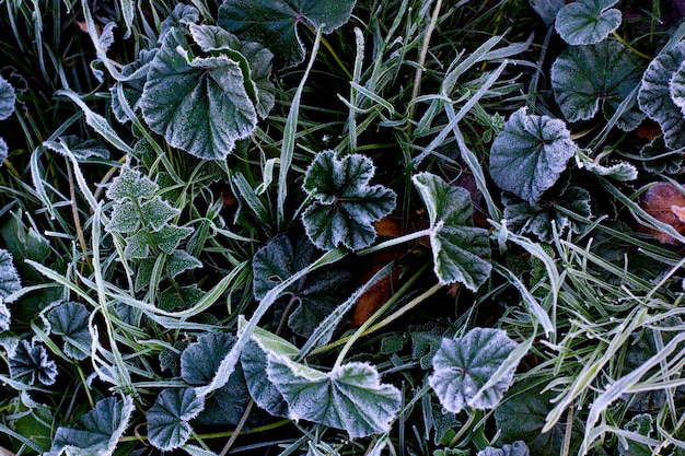 Erba verde sotto la neve bianca e la brina