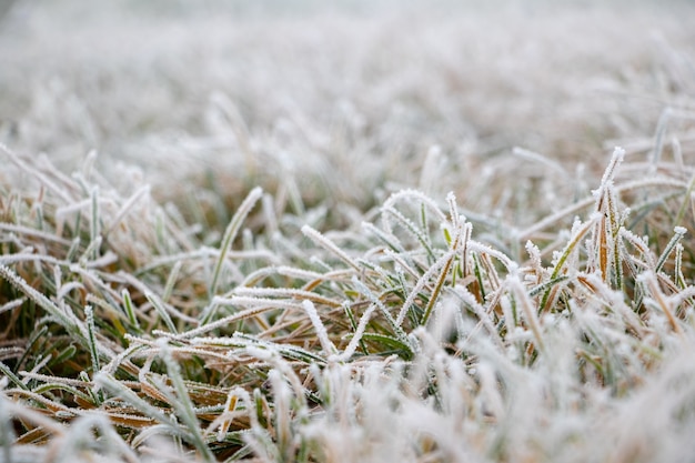 Erba verde spessa coperta di brina, sfondo autunnale e invernale