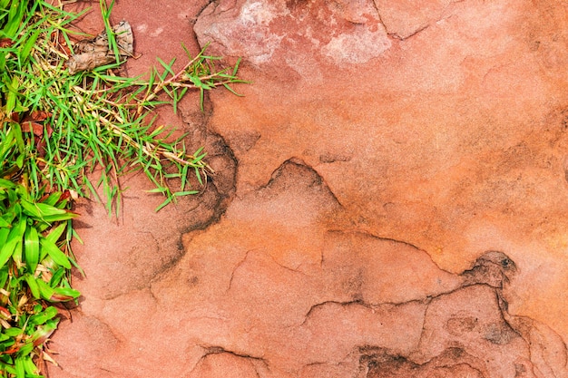 Erba verde su arenaria rossa pallida nel parco