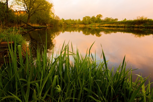 Erba verde su sfondo del fiume all'alba. Splendido paesaggio di natura mattutina