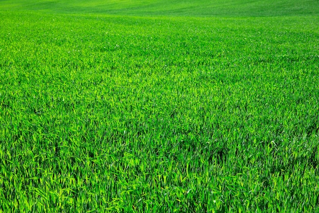 Erba verde su sfondo verde