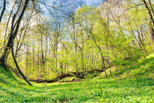 Erba verde su un prato nella foresta di primavera