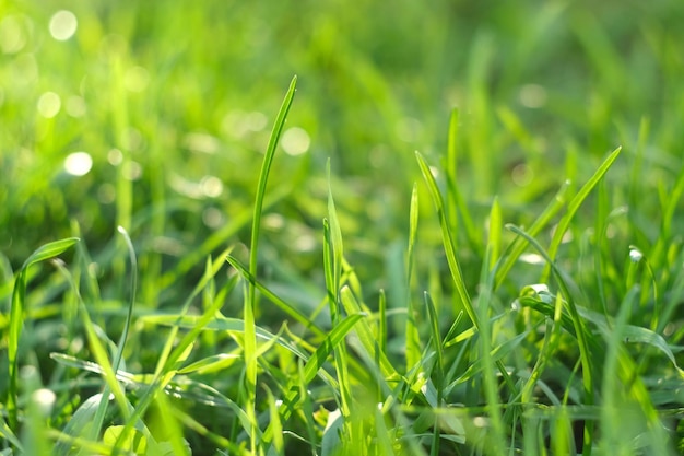 Erba verde succosa e brillante alla luce del sole Primo piano Sfondo prato verde La consistenza della nuova erba che cresce in un campo Sfondo naturale astratto con bokeh sfocato di bellezza Messa a fuoco selettiva Macro