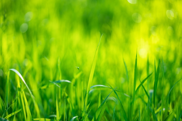 Erba verde succosa, fuoco molle del bello fondo