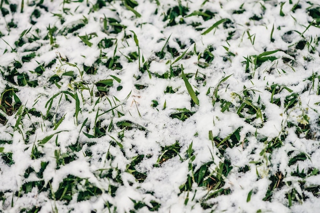 Erba verde sul prato, ricoperta di neve bianca