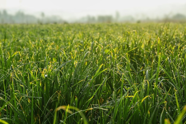 Erba verde sul prato soleggiato