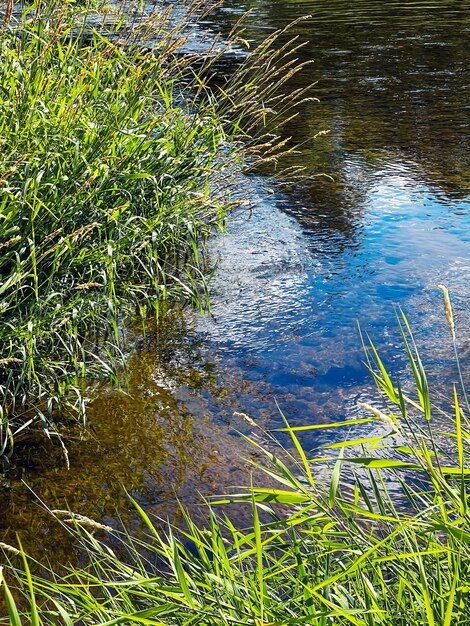 Erba verde sulla riva del fiume Il cielo azzurro si riflette sulla superficie dell'acqua