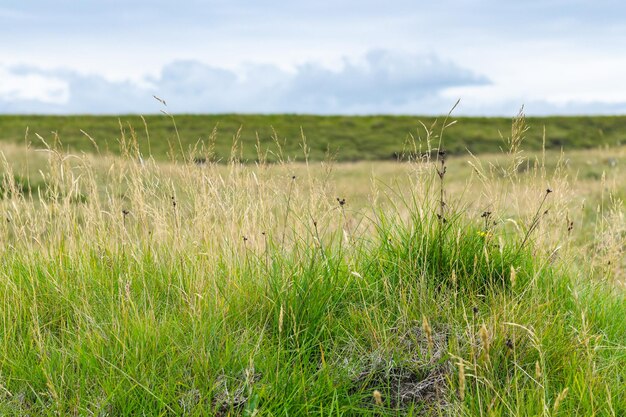 Erba verde sulla superficie del promontorio di Dyrholaey