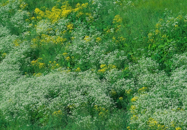 Erba verde sullo sfondo della natura selvaggia del parco