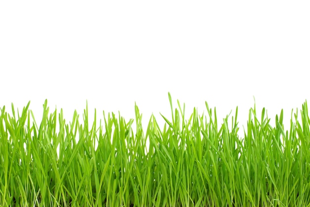 erba verde