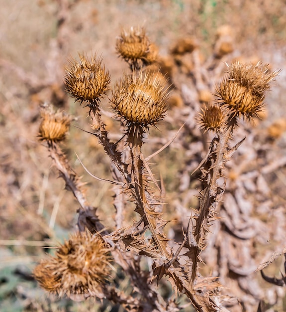 Erbacce secche gialle con spine sui germogli in natura