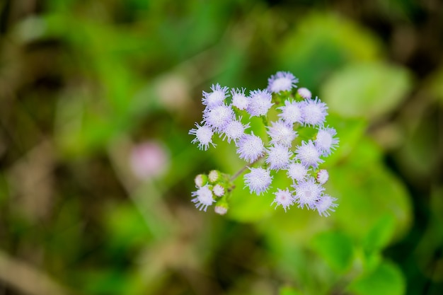 Erbaccia di capra o conyzoides di Ageratum di colore bianco con sfondo verde