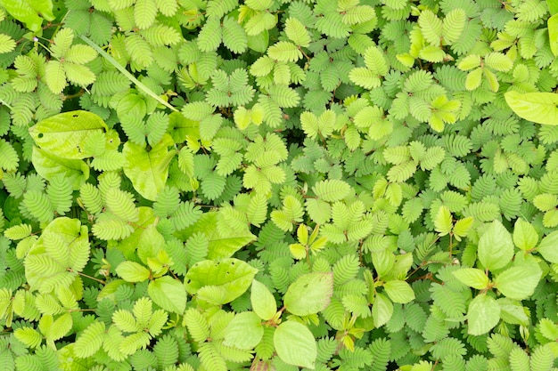 Erbaccia rinfrescante al mattino, colore verde della foglia e vista dall'alto