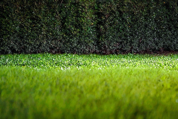 Erbe a terra nel giardino notturno buio con luce riflettori.