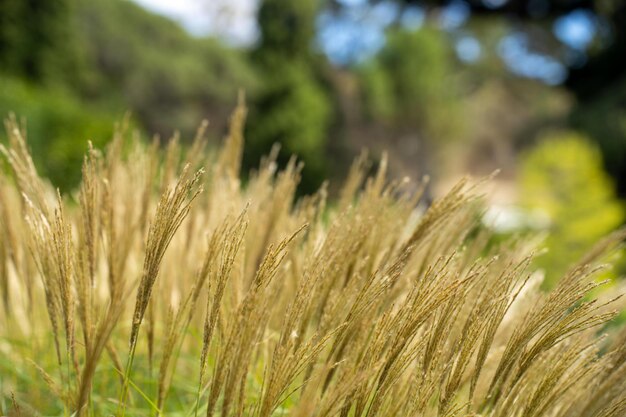 erbe autoctone lunghe su un pascolo agricolo rigenerativo in un prato nel cespuglio in Australia in primavera in Australia