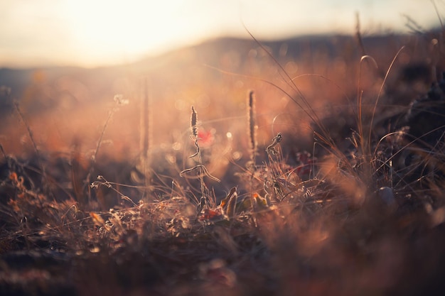 Erbe autunnali secche in una foresta al tramonto. Immagine macro, profondità di campo ridotta. Bellissimo sfondo di natura autunnale