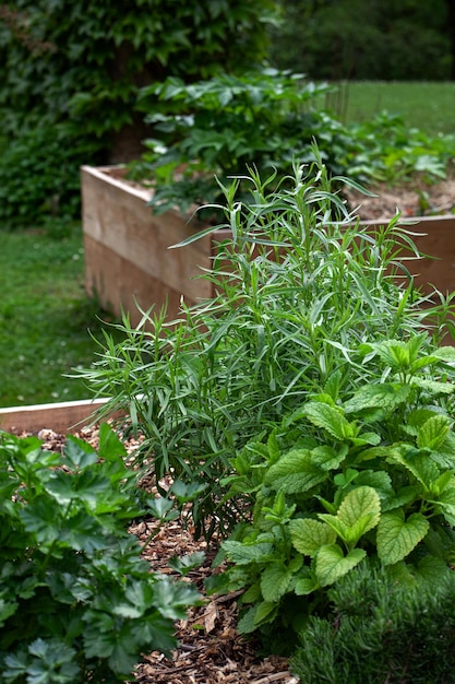 Erbe da cucina in quadrati di legno