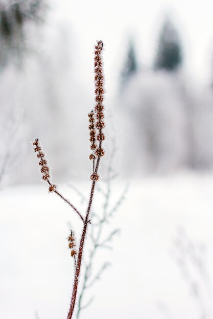 Erbe di brina il giorno d'inverno