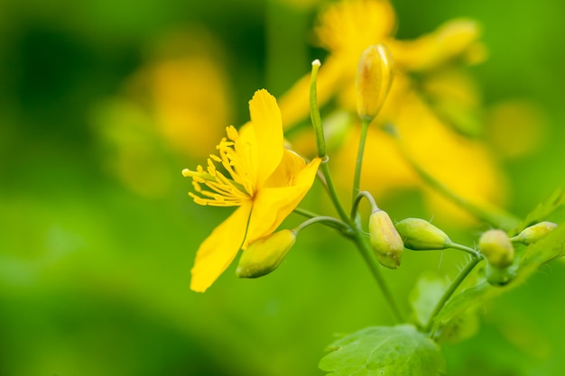 Erbe di celidonia medica fioritura