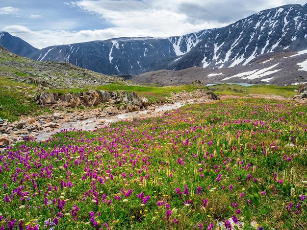 Erbe fiorite dei prati alpini. Prato estivo verde alpino con fiori viola in fiore. Altopiani alpini. Prato fiorito degli altopiani.