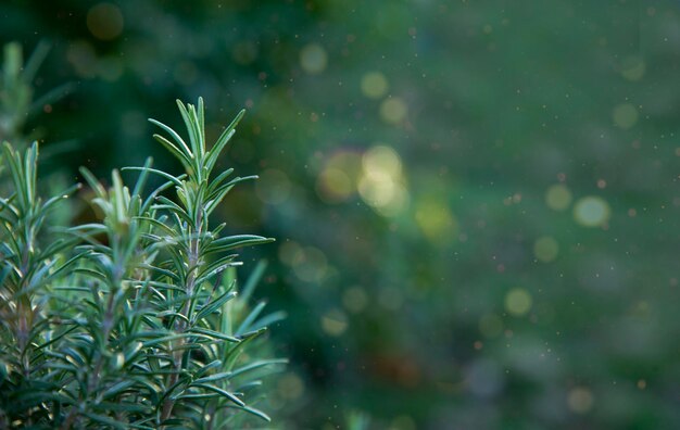 Erbe fresche di rosmarino crescono all'aperto Erbe italiane Primo piano sfondo di rosmarino con messa a fuoco selettiva