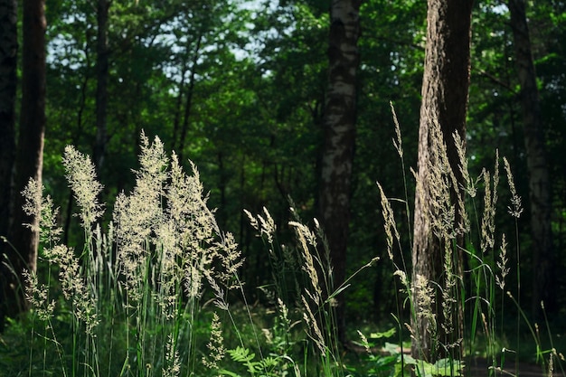 Erbe in fiore nella foresta luce solare naturale messa a fuoco selettiva sfondo orizzontale per carta da parati o banner dell'ecosistema forestale Idea salvaschermo sui problemi del cambiamento climatico