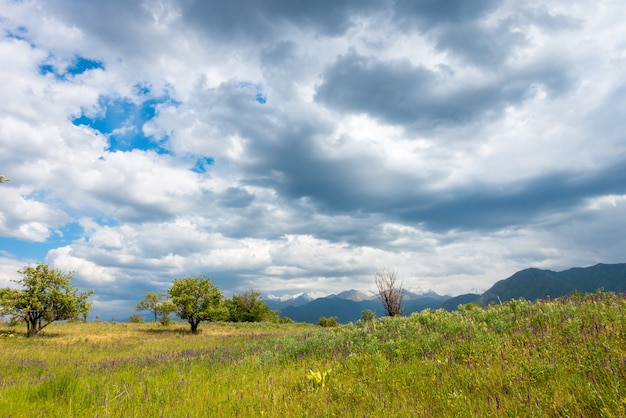 Erbe medicinali in fiore sullo sfondo di alte montagne e cielo blu