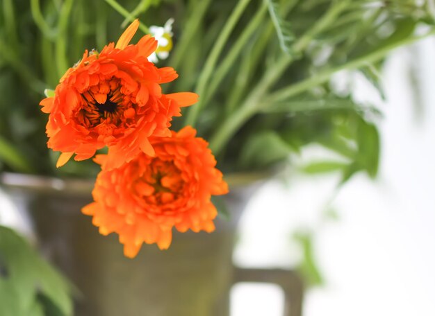 Erbe medicinali Pianta di calendula Fiori estivi luminosi in mortaio di ottone