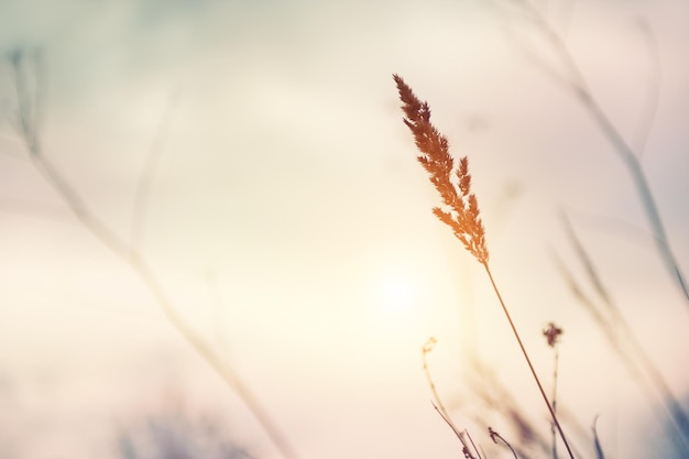 Erbe secche autunnali in un campo al tramonto. Sfondo sfocato della natura, filtro vintage