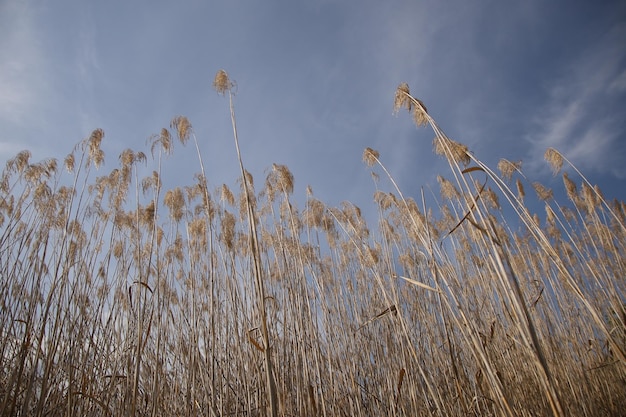 Erbe secche nel campo con sfondo azzurro del cielo