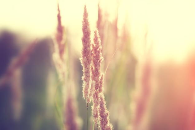 Erbe selvatiche in un campo al tramonto. Messa a fuoco selettiva, filtro vintage