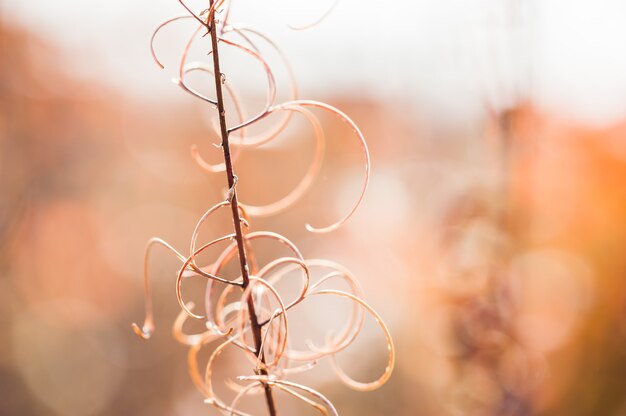 Erbe selvatiche nel campo al tramonto. Immagine macro, messa a fuoco selettiva.