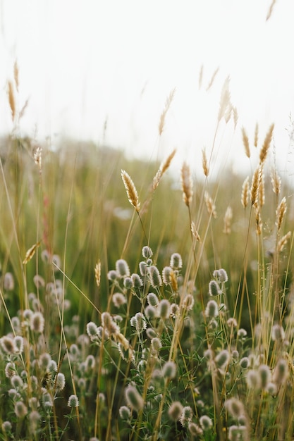 Erbe selvatiche nel prato estivo Trifoglio soffice del piede del coniglio nelle praterie nella campagna serale Trifolium arvense Carta da parati floreale immagine atmosferica