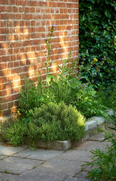 Erbe verdi che crescono vicino a un muro di mattoni rossi fuori da una casa in un giardino paesaggistico in un soleggiato pomeriggio estivo Piante lussureggianti in un piccolo cortile una casa in una giornata primaverile Fogliame verde che prospera in un cortile