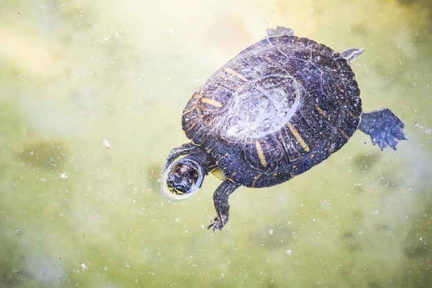 erbivoro, tartaruga che riposa al sole