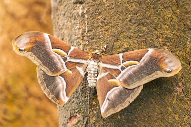 Eri silkmoth Samia ricini con ali aperte su un gambo marrone