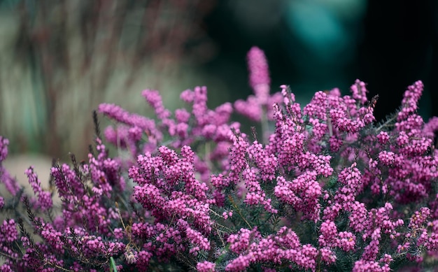 Erica cespuglio erbaceo che cresce nel giardino in un giorno di primavera