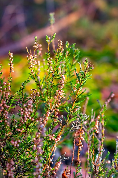 Erica in fiore nella foresta autunnale