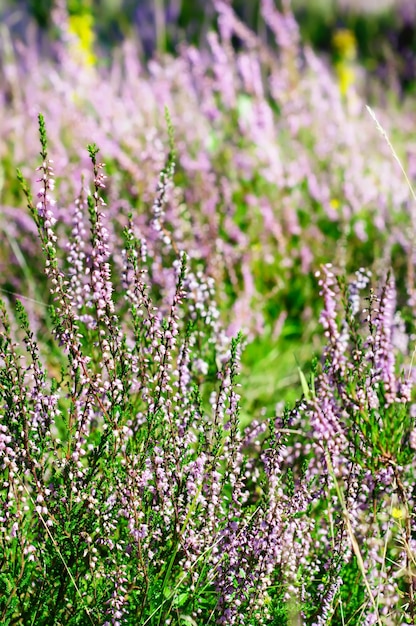 Erica in fiore