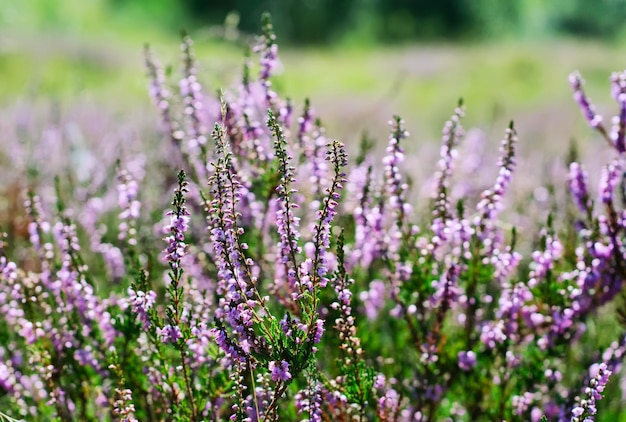 Erica in fiore