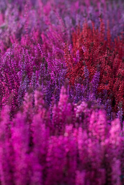 Erica rosa fiorisce da un muro denso. Trama, sfondo.