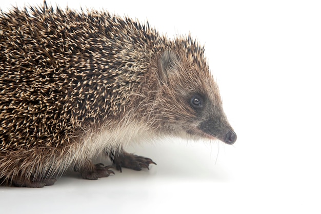 Erinaceus europaeus. Riccio europeo comune su sfondo bianco