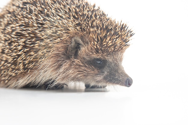 Erinaceus europaeus Riccio europeo comune su sfondo bianco