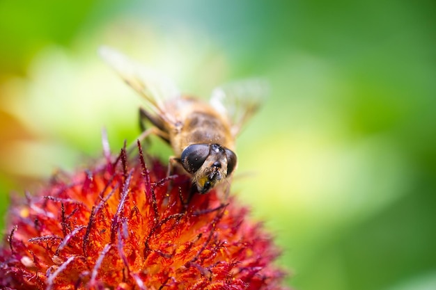 Eristalis tenax è un hoverfly noto anche come il drone fly