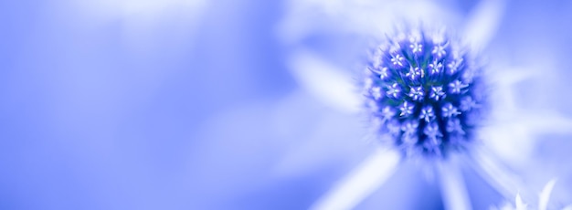 Eryngium campestre meraviglioso blu astratto sfondo naturale panorama